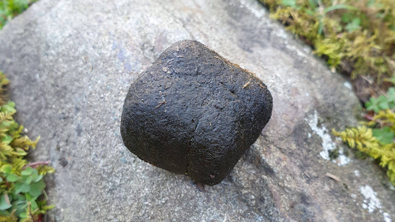 科学袋熊为什么能拉立方体大便