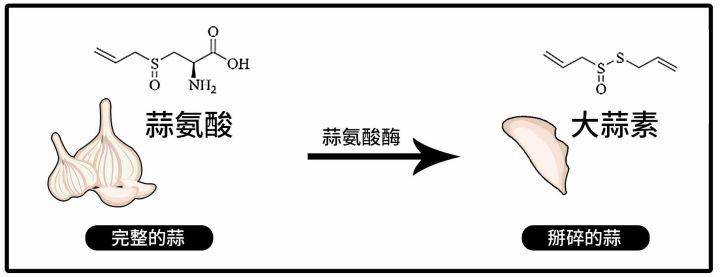 证明,新鲜完整的大蒜中并不含有大蒜素, 只含有它的前体——蒜氨酸,当
