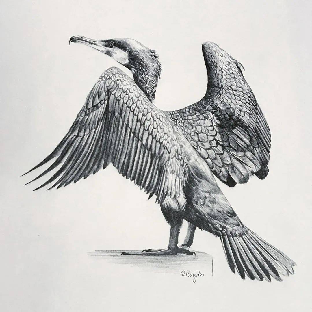 8小时画了一只猎鹰活灵活现的各种鸟类素描果断收藏