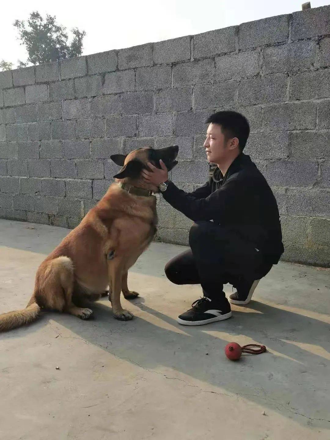 一条退役军犬的告白