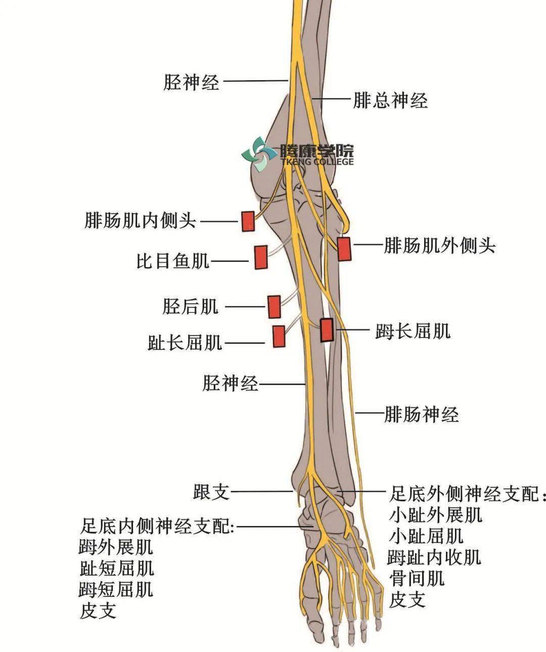 越过腓肠肌外侧头浅面向下内方,与腓肠内侧皮神经吻合成腓肠神经,分布