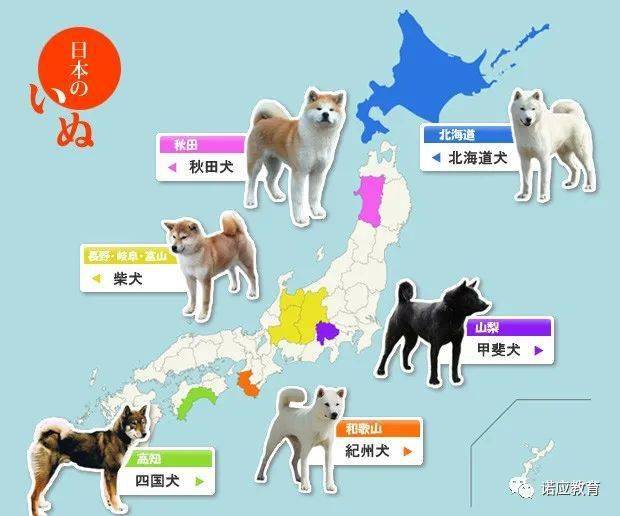 其实日本不止 忠犬八公 哟 柴犬