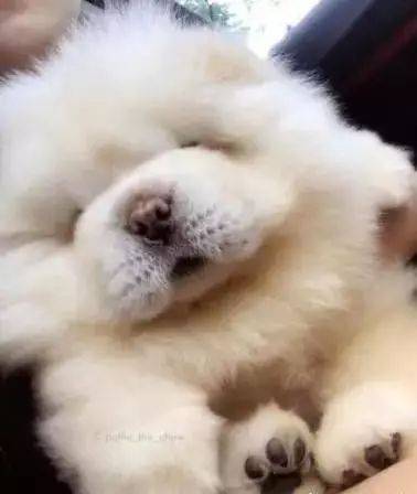 小松獅突然倒地，身體還不停的抽搐，主人仔細一看卻笑噴了！ 萌趣萌寵 第1张