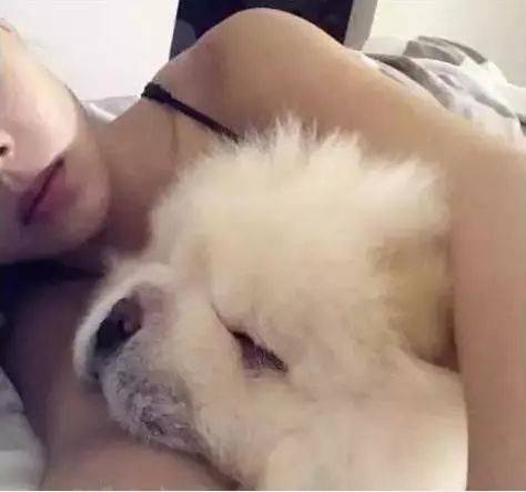 小松獅突然倒地，身體還不停的抽搐，主人仔細一看卻笑噴了！ 萌趣萌寵 第3张