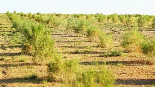 敦煌万亩防护林遭砍微博热搜的背后到底揭示了什么生态环境亟待关注