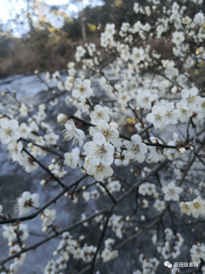 青梅花开白似雪,良田乡这边的"漫山香雪"比画还美