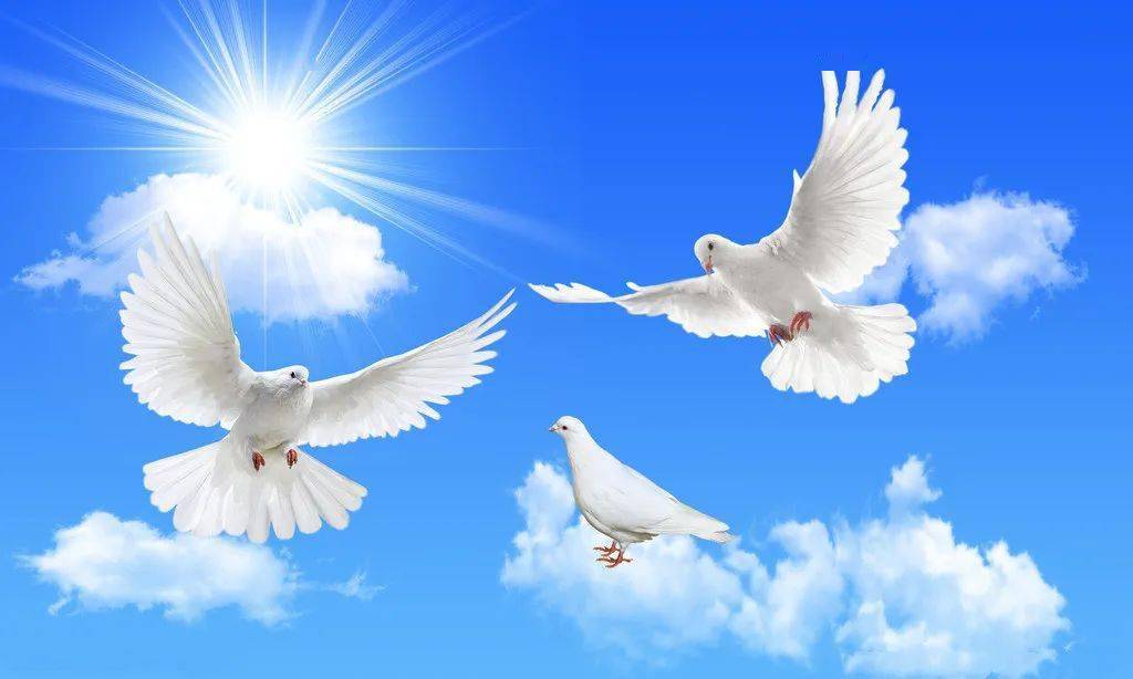 全球播放率最高的名曲 ,瞬间就被吸引住了!_鸽子