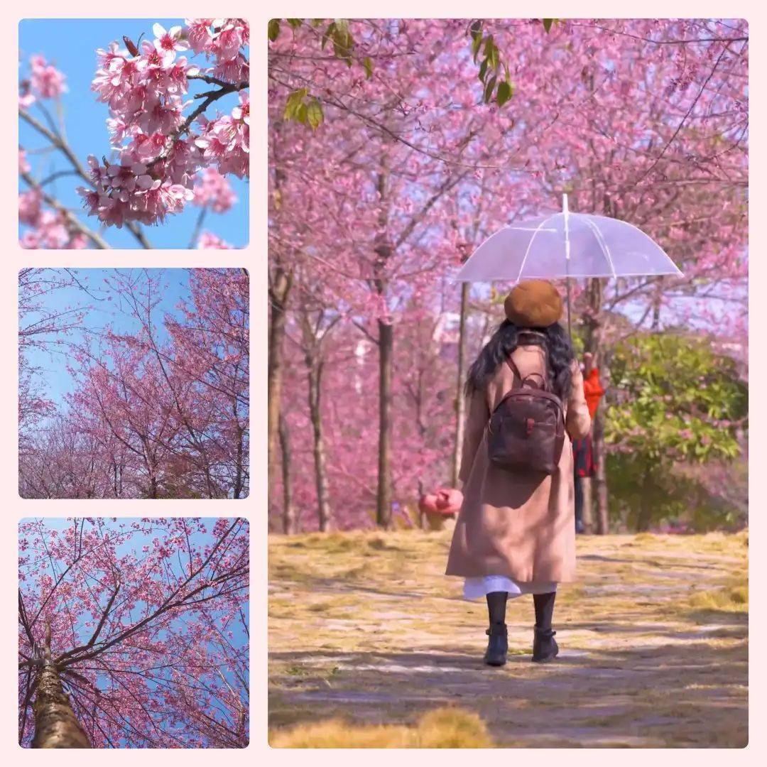 2021蒙自有多少人口_蒙自昭忠路有越南美女(3)