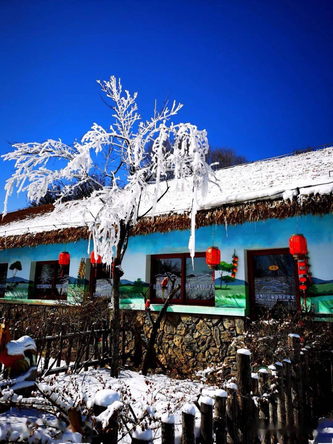 玉树琼枝映碧天,齐鲁雪乡展奇观_柳埠镇