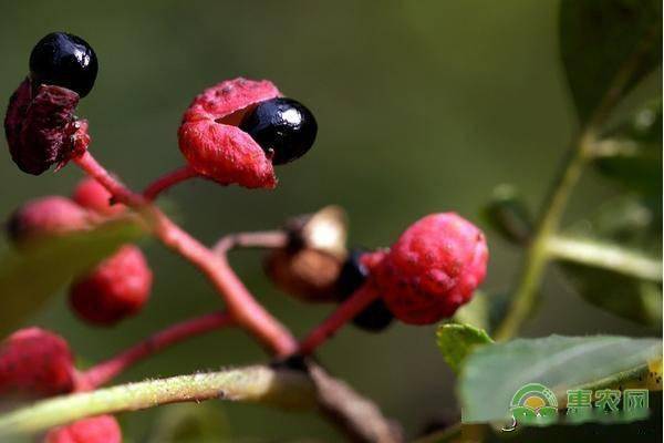 花椒籽怎麼種發芽最快