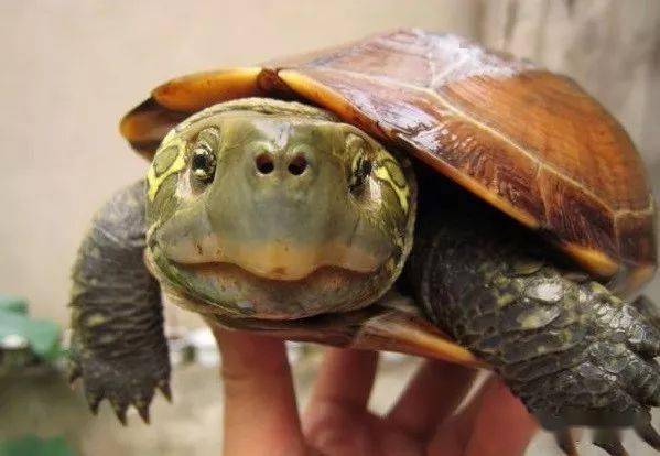 草龟之所以经久不衰,还是有其原因的!_大头