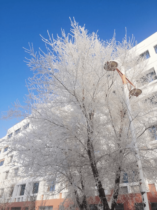 支教青春 林诗芸:博尔塔拉的秋与冬