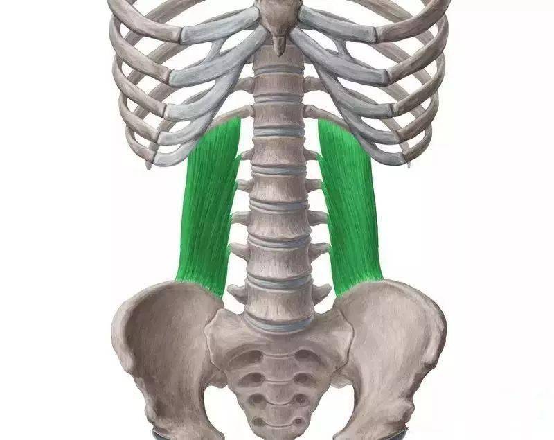 腰方肌腰部酸痛的主要元凶