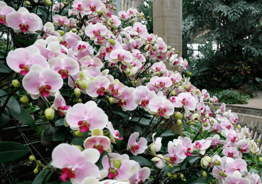武汉植物园热带兰展2月5日启幕_兰花齐