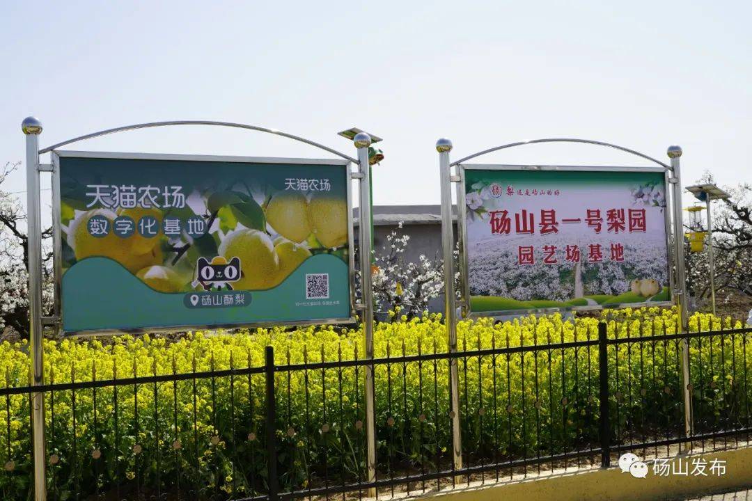 砀山一号梨园计划促特色产业发展