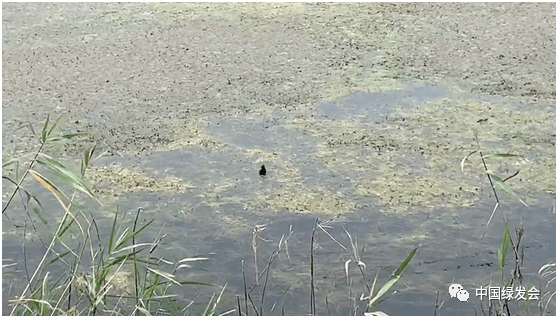 水 湿地与生命密不可分 国际湿地公约秘书长21 世界湿地日 声明 Water