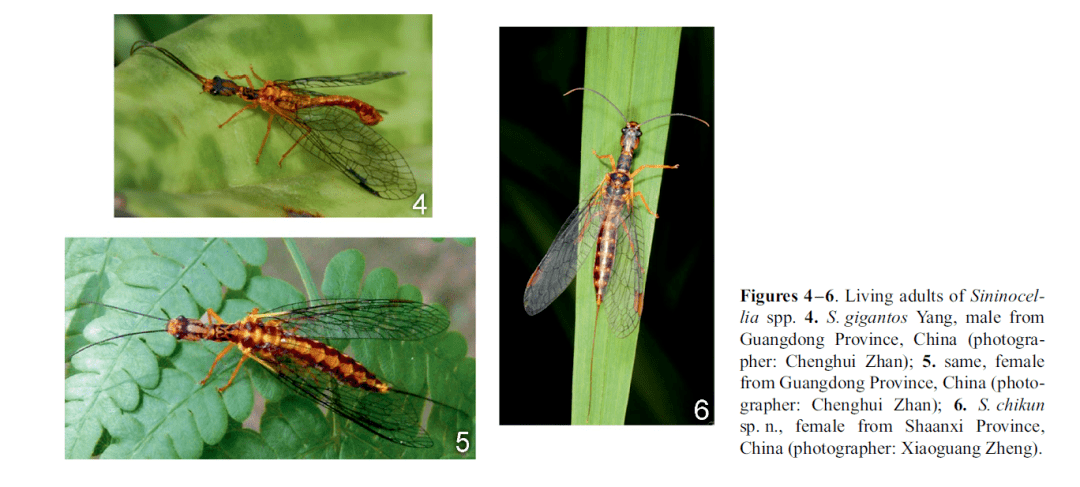 虫谱大观华盲蛇蛉