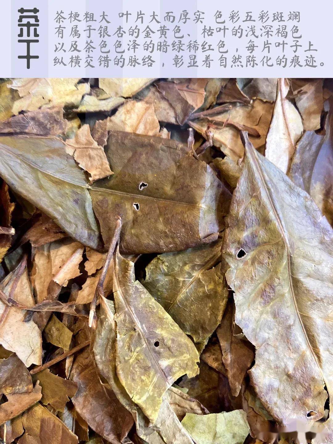 福鼎白茶荒野古树冬片黄金叶