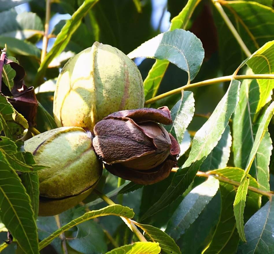 薄壳山核桃银行在全椒