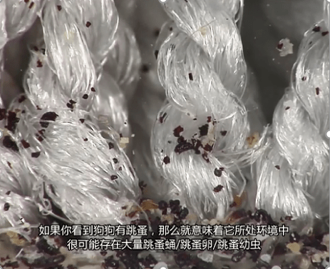 被低估的"蚤"小姐,它的成功不仅仅只有会吸血……_跳蚤