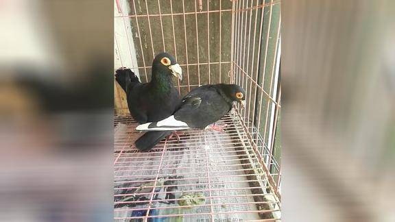 纯黑大鼻子邮鸽带白条难道这叫玉翅