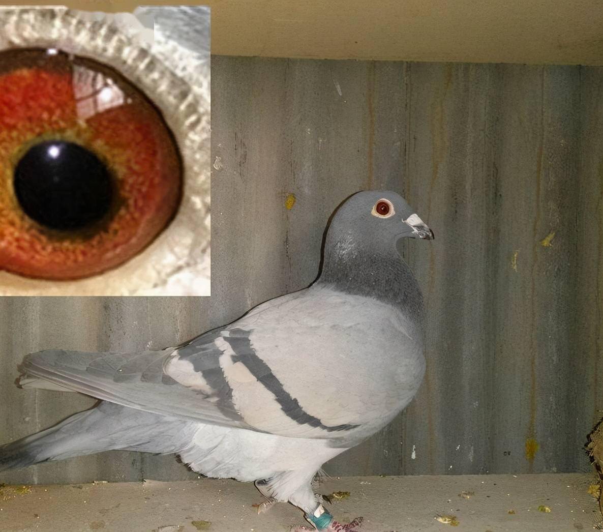 快速鸽鸽眼的特征