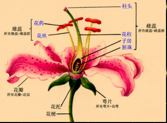 生物可恋 与花有关 花的结构 雌蕊