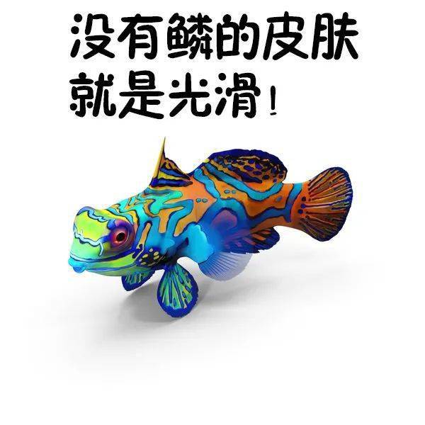 麒麟魚:尺寸很重要