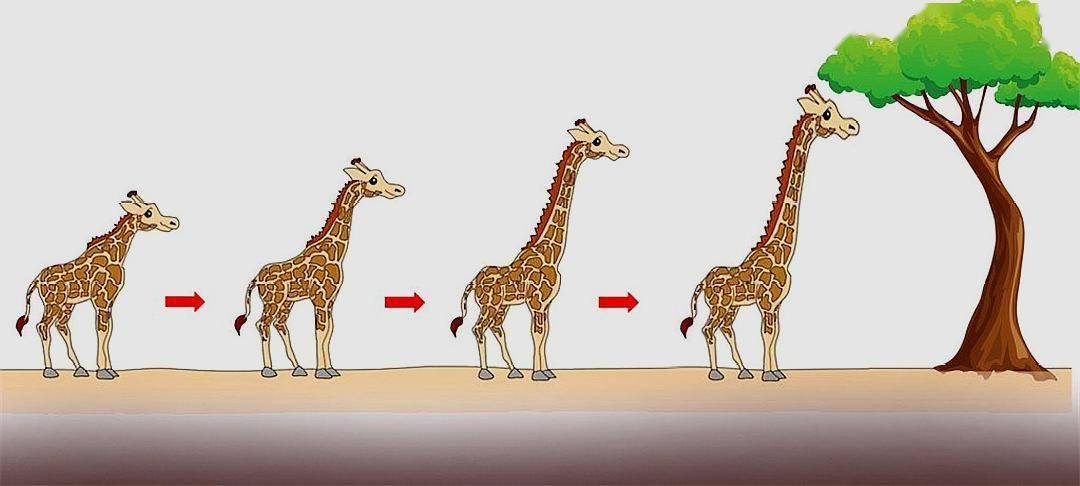 7米,脖子就占椎骨长度的一半,为啥它们长成这样_长颈鹿