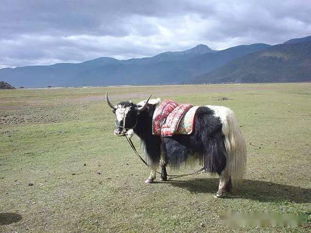 中国的家牛家牦牛