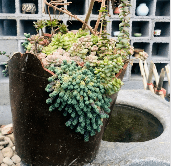 回老家过年千万别乱捡东西要不然容易捡到宝贝破缸瓦罐老石头养盆景太