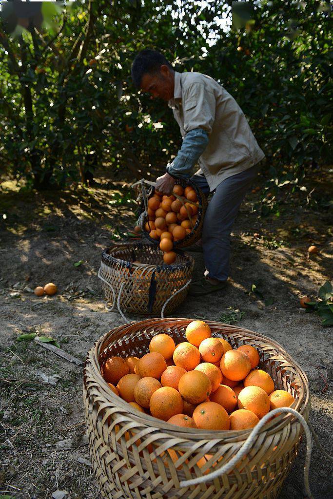 福建福州：柑橘丰收老农乐