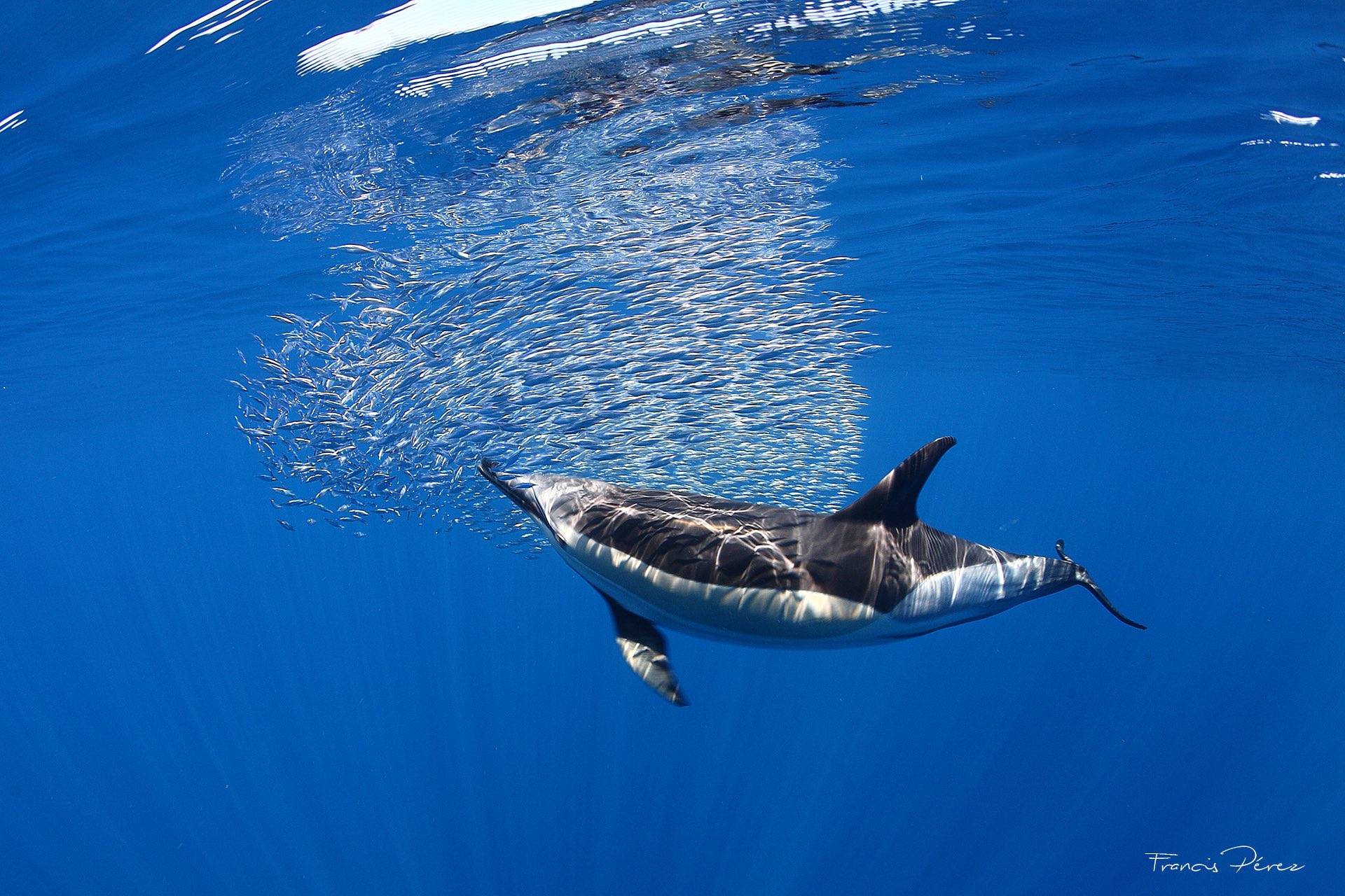 全球新增两个鲸豚遗产地