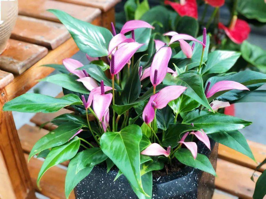 彩色红掌规格:3株/盆密西根规格:4株/盆马都拉规格:4株/盆阿拉巴马