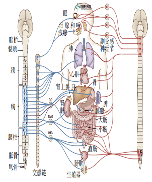 脊髓內在的自主神經簡述