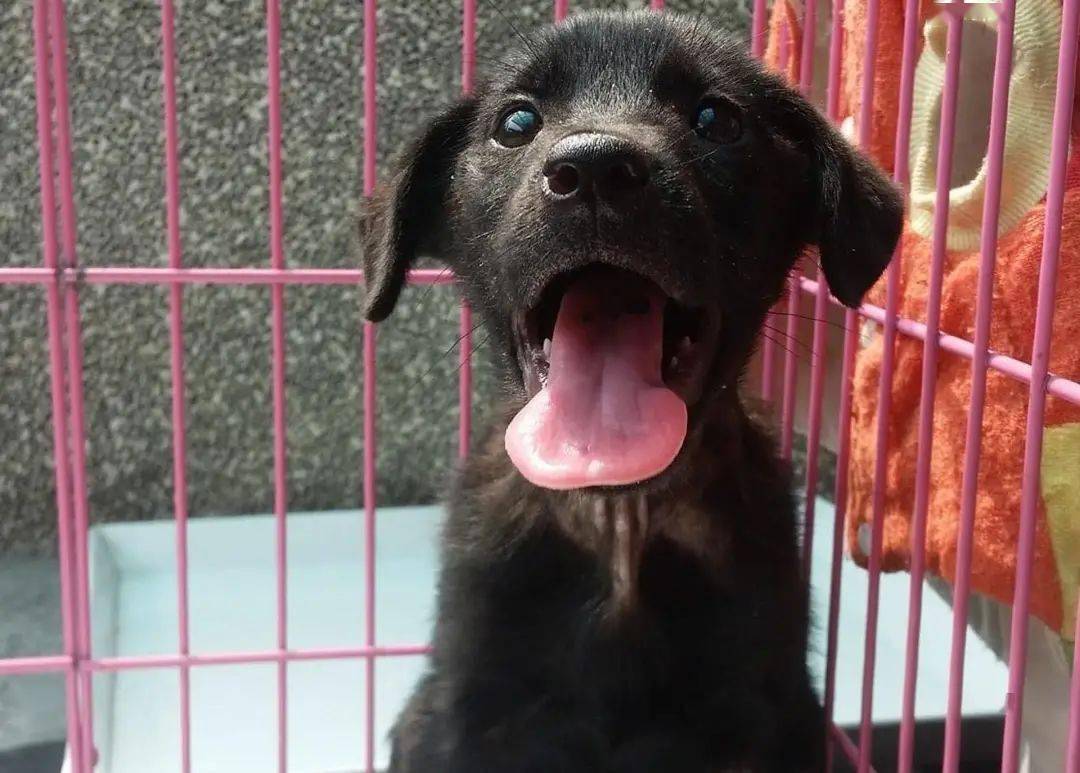 14岁女孩为鼓励患病流浪黑狗约定6年后再来领养终于等到了