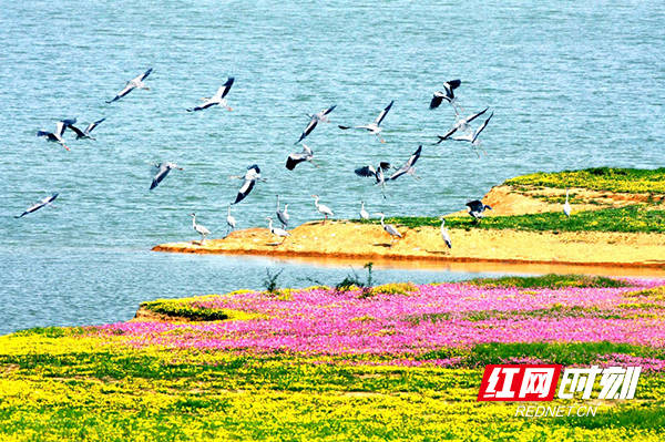 第25个世界湿地日：与潇湘大地“同生命” 与三湘四水“互相依”