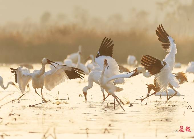 鄱阳湖湿地已成国际公认“候鸟乐园”
