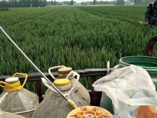 除草剂_墨西哥玉米草用什么除草剂除草_黄豆地用什么除草剂除草