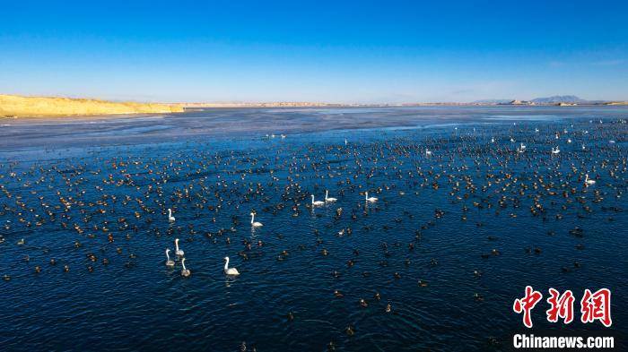 柴达木盆地托素湖湿地引万鸟栖息