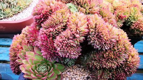 云之南多肉园不可多得的红东云缀化造型颜色都无可挑剔