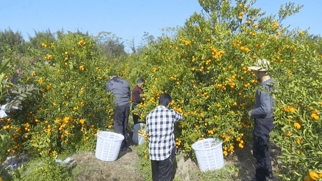 春节来临,寓意"大吉大利"的蕉柑,是潮汕人民过年的必备水果.