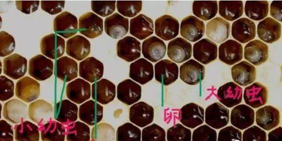 人工育王全过程 人工育王最简单的方法