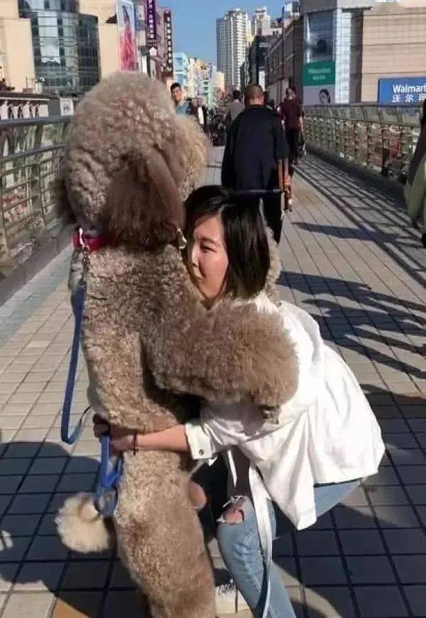100斤泰迪撒娇要抱抱,网友:放开那姑娘,让我来!