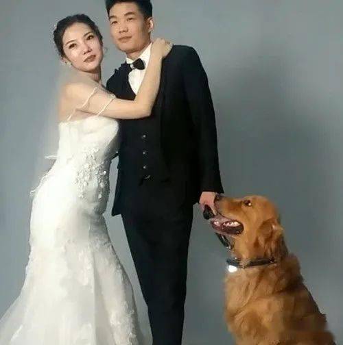 金毛婚纱照_金毛幼犬图片