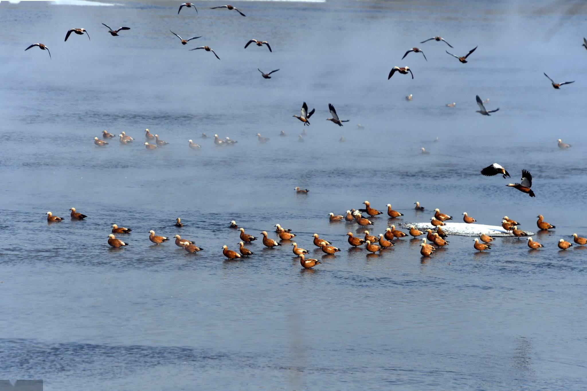 数千水鸟"留守"沈阳 不再南迁越冬
