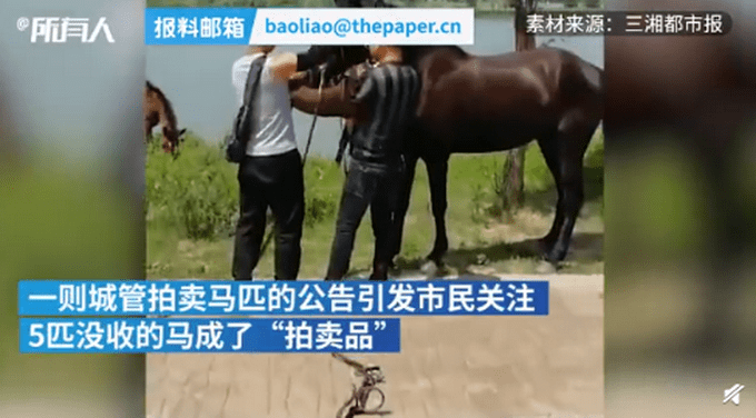 株洲城管没收5匹马8个月花销10万（图）