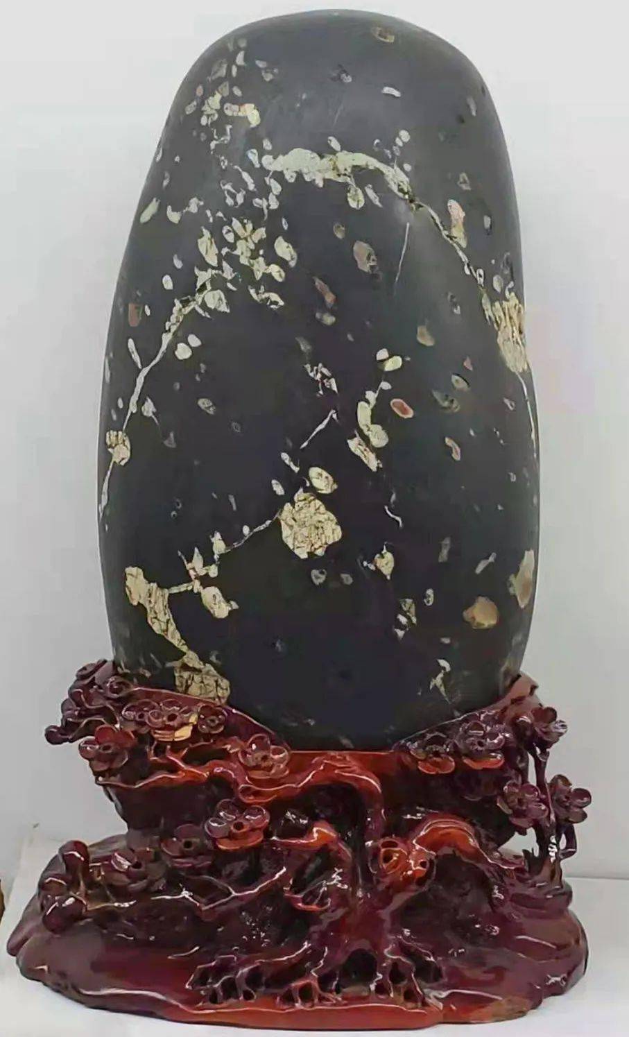 春来石头上开了梅花