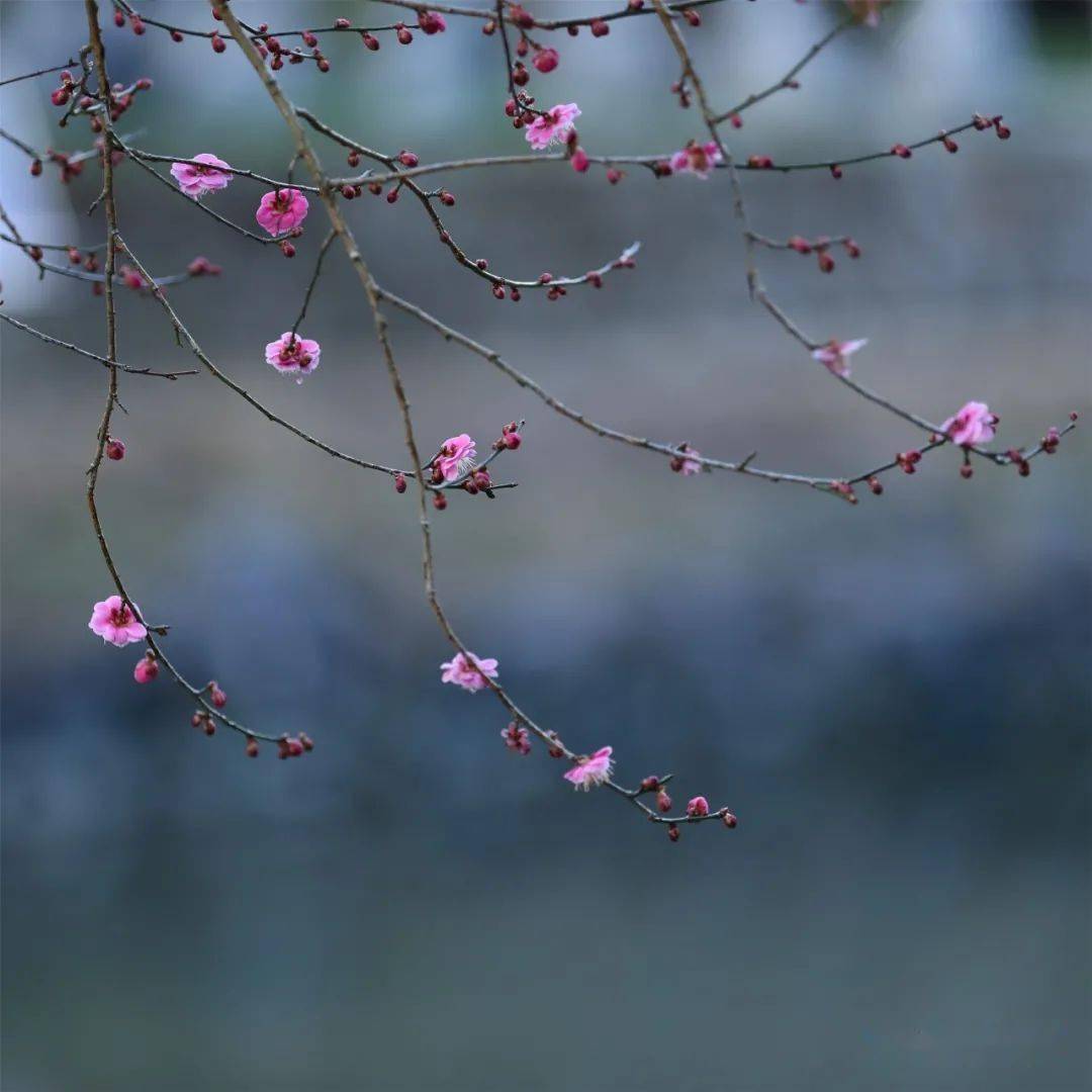 红梅花又开简谱_红梅花又开 心潮仍澎湃,经典故事不能忘,好歌传万代(3)