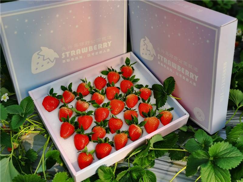 摘新鲜草莓、观打铁花表演 长兴岛郊野公园新年喜庆活动多